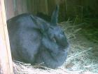 Verkaufe wunderschönes schwarzes Kaninchen weiblich
