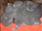Kartäuser-Kitten 1 Kater und 4 Katzen - V Int. Champion
