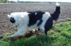 Fearne Border Collie ohne Papiere 2 7 Jahre jung