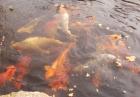 Koi s u. a. Japan-Koi s günstig zu verkaufen verschiedene Variationen