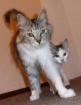 Wir Maine Coon Mix suchen noch ein liebes- und verantwortungsvolles Zuhause