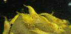 20 St. Yellow Fire Zwerggarnelen 30 Euro direkt vom Züchter
