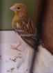 Kanarienvogel vermißt entflogen