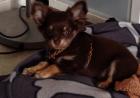 Wunderschöner LH schoko tan chihuahua rüde sucht sein kuschelplatz