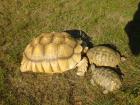 0. 1 Sulcata 25 Jahre 53 cm