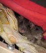 Wilde handzahme Ratten