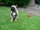 Französische Bulldogge - Deckrüde