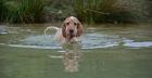 Goa English Setter Hündin Welpe