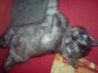 Supersüße BKH Katzenbabys