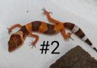 0. 6 Leopardgeckos NZen 2022