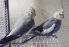 Pärchen Nymphensittiche