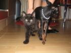 Kraft und gesundheit katze schwarz