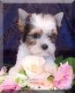 Süßer sehr kleiner Biewer Yorkshire Terrier Rüde Welpe